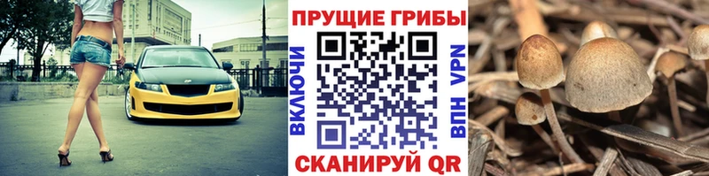 Галлюциногенные грибы Cubensis  купить наркотики цена  Ильский 
